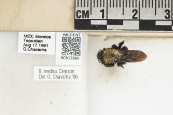 Media type: image;   Entomology 812860 Aspect: labels